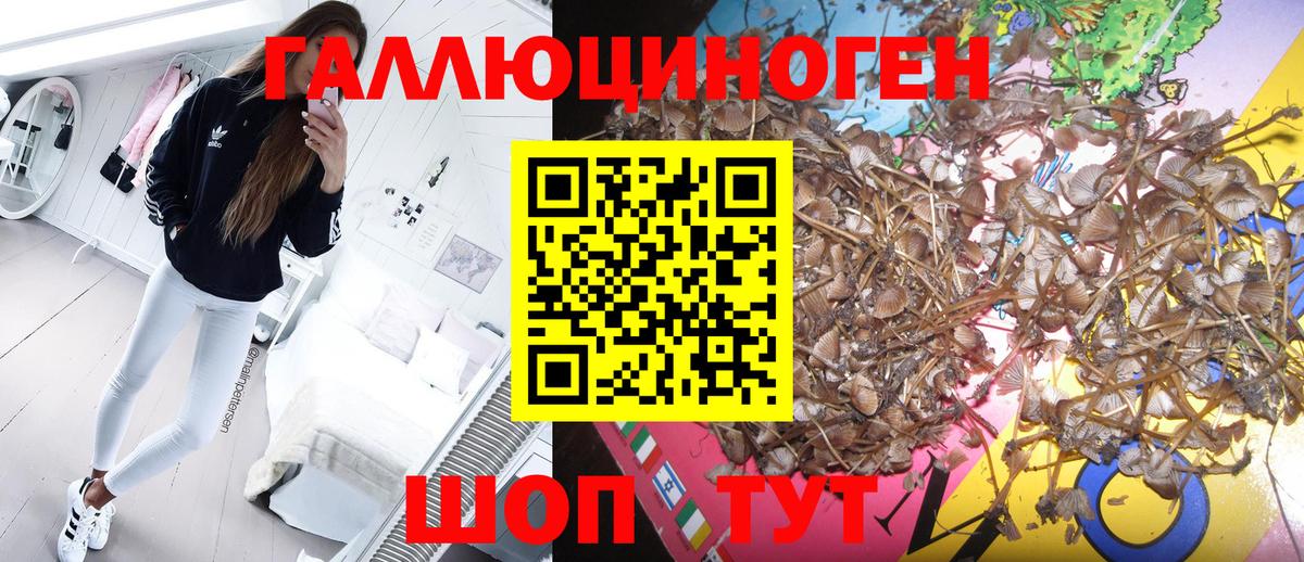 Галлюциногенные грибы Psilocybe  Галлюциногенные грибы мицелий  Вход с VPN  Сегежа 